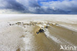 Nationaal Park Duinen van Texel