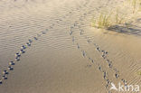 National Park Duinen van Texel