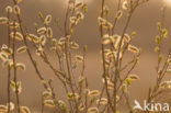 Nationaal Park Dwingelderveld