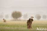 Egyptian Goose (Alopochen aegyptiaca)