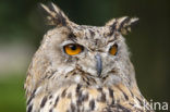 Oehoe (Bubo bubo)