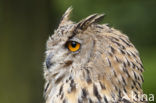 Oehoe (Bubo bubo)