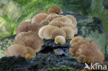 Oesterzwam (Pleurotus spec)