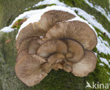 Oyster Mushroom (Pleurotus spec)