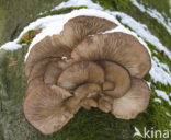 Oesterzwam (Pleurotus spec)