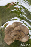 Oyster Mushroom (Pleurotus spec)