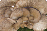Oyster Mushroom (Pleurotus spec)