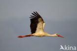 White Stork (Ciconia ciconia)