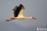 White Stork (Ciconia ciconia)
