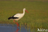 White Stork (Ciconia ciconia)