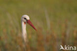 White Stork (Ciconia ciconia)