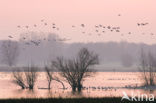 White Stork (Ciconia ciconia)