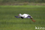 White Stork (Ciconia ciconia)