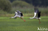 White Stork (Ciconia ciconia)