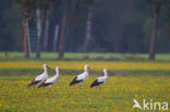 White Stork (Ciconia ciconia)