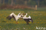 White Stork (Ciconia ciconia)