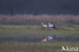 White Stork (Ciconia ciconia)