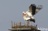 White Stork (Ciconia ciconia)