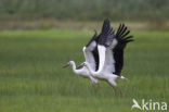 White Stork (Ciconia ciconia)