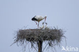 White Stork (Ciconia ciconia)