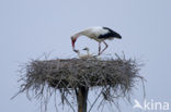 White Stork (Ciconia ciconia)