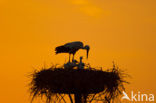 White Stork (Ciconia ciconia)