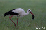 White Stork (Ciconia ciconia)