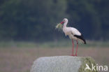 White Stork (Ciconia ciconia)