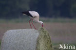 White Stork (Ciconia ciconia)