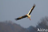 White Stork (Ciconia ciconia)