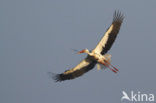 White Stork (Ciconia ciconia)