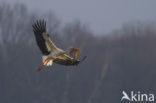 White Stork (Ciconia ciconia)