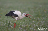 White Stork (Ciconia ciconia)