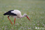 White Stork (Ciconia ciconia)