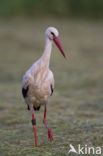 White Stork (Ciconia ciconia)