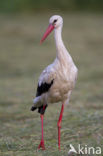 White Stork (Ciconia ciconia)