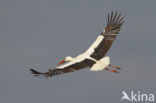 White Stork (Ciconia ciconia)