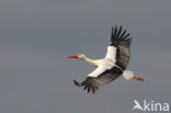 White Stork (Ciconia ciconia)