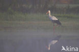 White Stork (Ciconia ciconia)