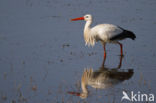 White Stork (Ciconia ciconia)