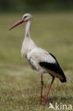 White Stork (Ciconia ciconia)