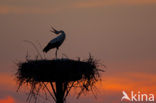 White Stork (Ciconia ciconia)