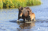 Paard (Equus spp)