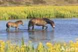 Paard (Equus spp)