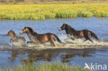 Paard (Equus spp)
