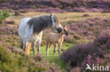 Paard (Equus spp)