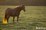 Horse (Equus spp)