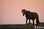 Paard (Equus spp)