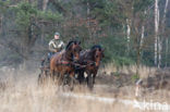 Paard (Equus spp)