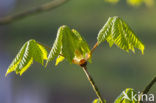 Horse-chestnut (Aesculus hippocastanum)